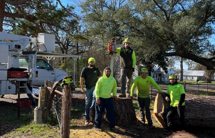 Professional Tree Trimming and Pruning in Waco, TX