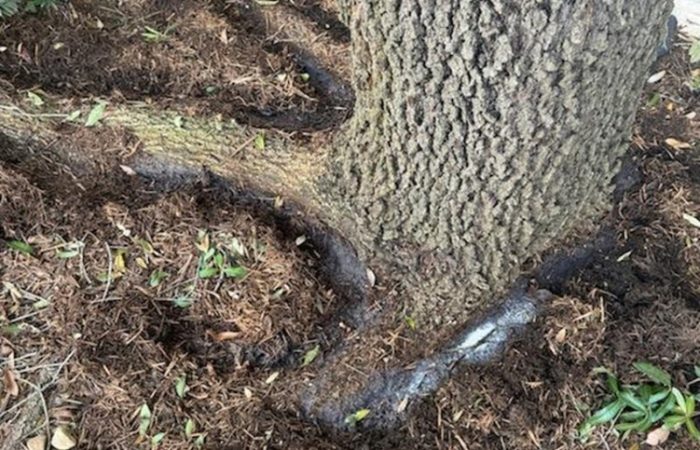 Tree Health Services in Waco, TX